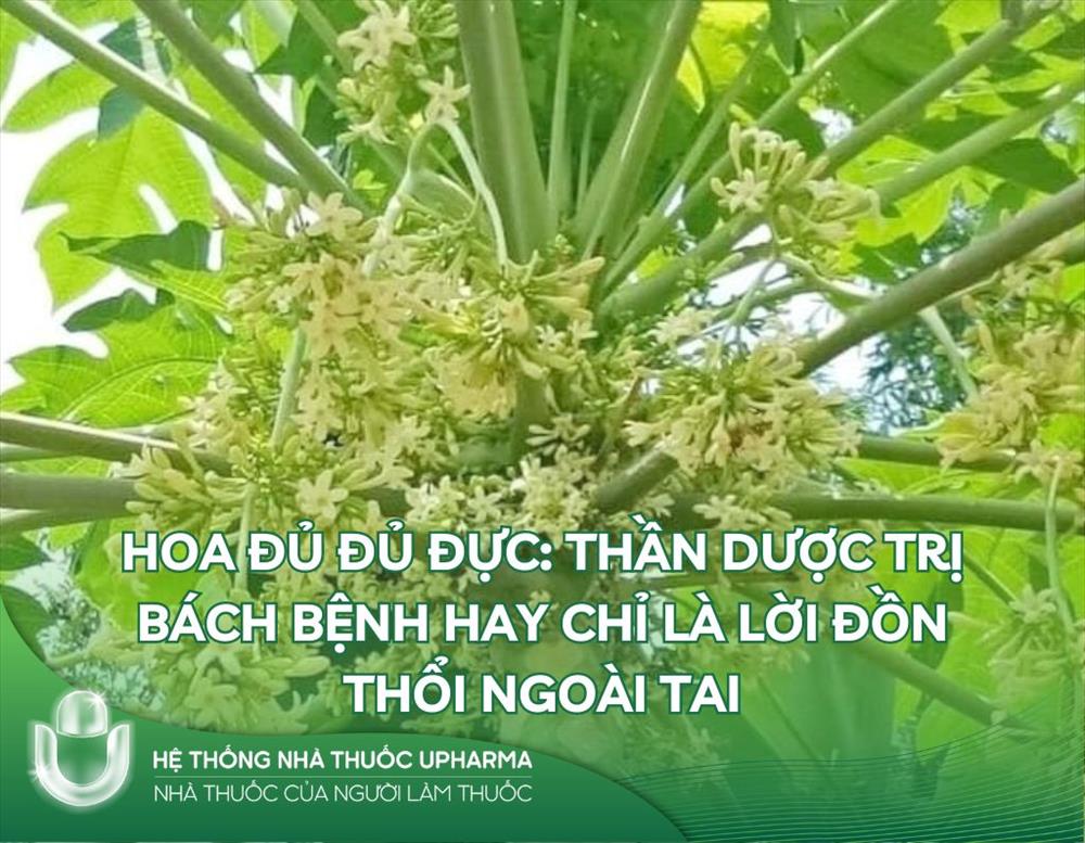 Hoa đu đủ đực: thần dược trị bách bệnh hay chỉ là lời đồn thổi ngoài tai